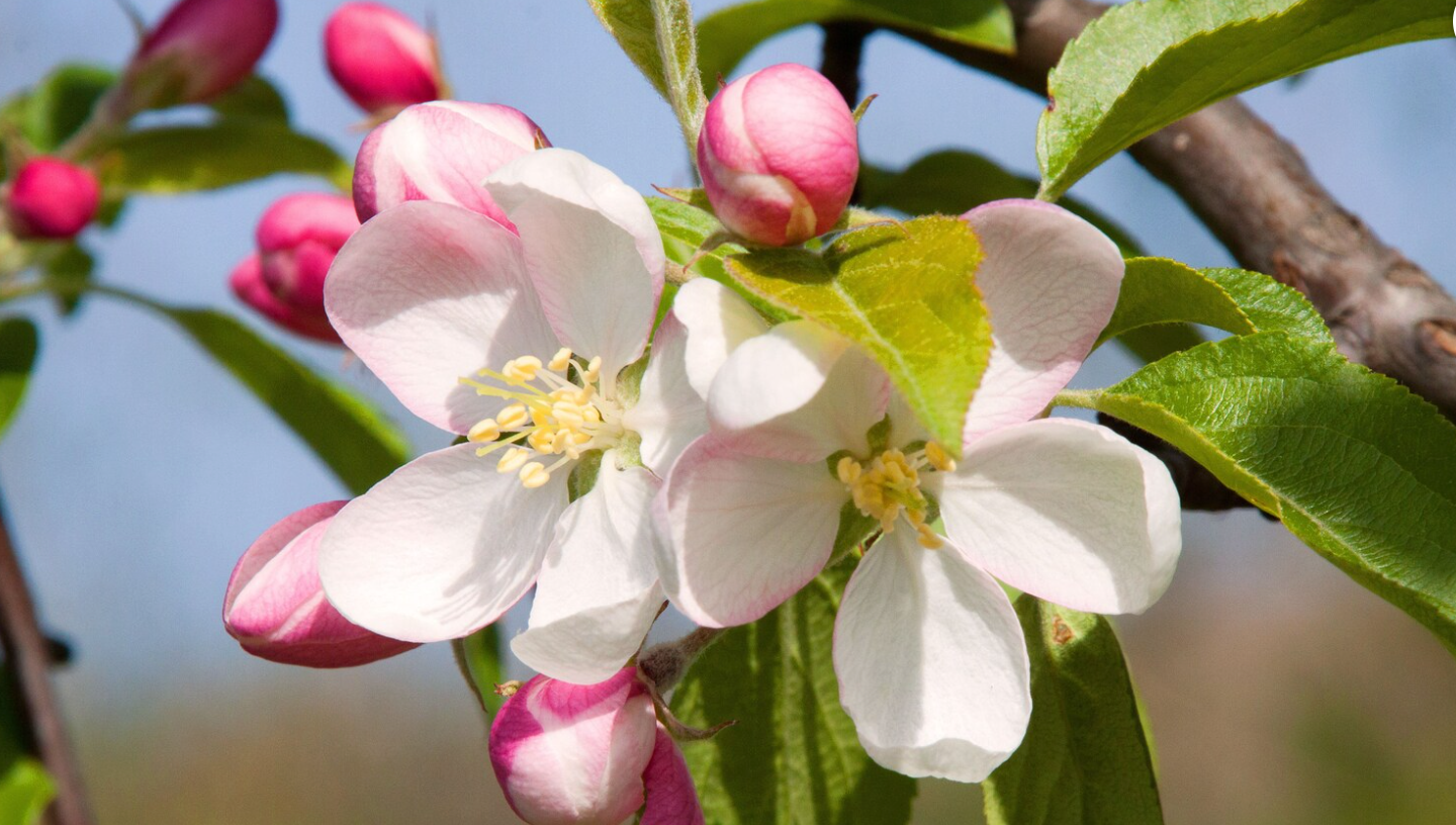 Apple Blossom