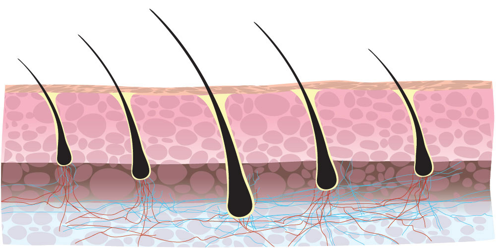  Equisetum Arvense Extract